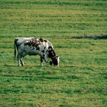 Pod Gorska Lawenda *